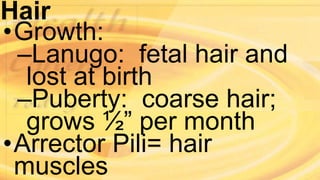 Hair
•Growth:
–Lanugo: fetal hair and
lost at birth
–Puberty: coarse hair;
grows ½” per month
•Arrector Pili= hair
muscles
 