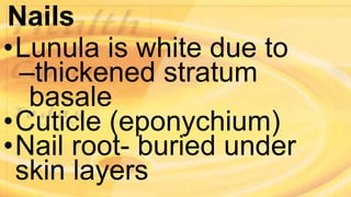 Nails
•Lunula is white due to
–thickened stratum
basale
•Cuticle (eponychium)
•Nail root- buried under
skin layers
 