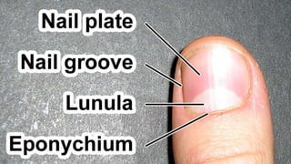 Copyright 2003 by Mosby, Inc. All rights
reserved.
 