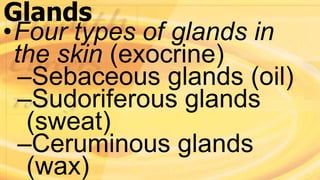 Glands
•Four types of glands in
the skin (exocrine)
–Sebaceous glands (oil)
–Sudoriferous glands
(sweat)
–Ceruminous glands
(wax)
 