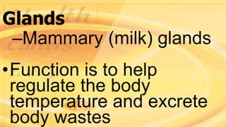 Glands
–Mammary (milk) glands
•Function is to help
regulate the body
temperature and excrete
body wastes
 