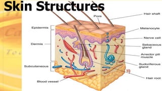 Skin Structures
 