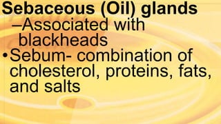 Sebaceous (Oil) glands
–Associated with
blackheads
•Sebum- combination of
cholesterol, proteins, fats,
and salts
 