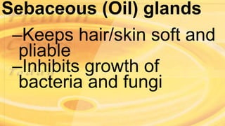 Sebaceous (Oil) glands
–Keeps hair/skin soft and
pliable
–Inhibits growth of
bacteria and fungi
 