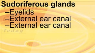 Sudoriferous glands
–Eyelids
–External ear canal
–External ear canal
 