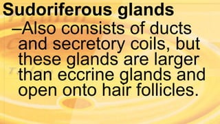 Sudoriferous glands
–Also consists of ducts
and secretory coils, but
these glands are larger
than eccrine glands and
open onto hair follicles.
 