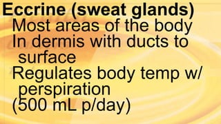 Eccrine (sweat glands)
Most areas of the body
In dermis with ducts to
surface
Regulates body temp w/
perspiration
(500 mL p/day)
 