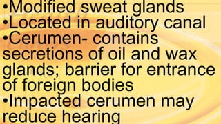 •Modified sweat glands
•Located in auditory canal
•Cerumen- contains
secretions of oil and wax
glands; barrier for entrance
of foreign bodies
•Impacted cerumen may
reduce hearing
 