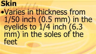 Skin
•Varies in thickness from
1/50 inch (0.5 mm) in the
eyelids to 1/4 inch (6.3
mm) in the soles of the
feet
 