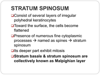 Integumentary system | PPTX