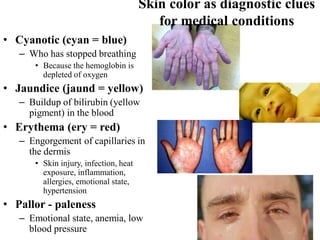 Cyantic Integumentary system | PDF
