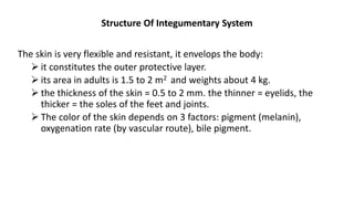 Structure Of Integumentary System
The skin is very flexible and resistant, it envelops the body:
 it constitutes the outer protective layer.
 its area in adults is 1.5 to 2 m2 and weights about 4 kg.
 the thickness of the skin = 0.5 to 2 mm. the thinner = eyelids, the
thicker = the soles of the feet and joints.
 The color of the skin depends on 3 factors: pigment (melanin),
oxygenation rate (by vascular route), bile pigment.
 