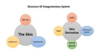 Structure Of Integumentary System
The Skin
dermis
hypodermis
epidermis
Skin
Derivative
nails
sebaceous
gland
sweat
gland
hair
 
