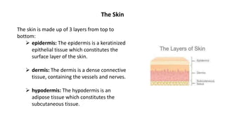 The Skin
The skin is made up of 3 layers from top to
bottom:
 epidermis: The epidermis is a keratinized
epithelial tissue which constitutes the
surface layer of the skin.
 dermis: The dermis is a dense connective
tissue, containing the vessels and nerves.
 hypodermis: The hypodermis is an
adipose tissue which constitutes the
subcutaneous tissue.
 