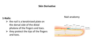 Skin Derivative
1-Nails:
 the nail is a keratinized plate on
the dorsal side of the distal
phalanx of the fingers and toes.
 they protect the tips of the fingers
and toes.
 