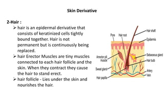 Skin Derivative
2-Hair :
 hair is an epidermal derivative that
consists of keratinized cells tightly
bound together. Hair is not
permanent but is continuously being
replaced.
 hair Erector Muscles are tiny muscles
connected to each hair follicle and the
skin. When they contract they cause
the hair to stand erect.
 hair follicle ‐ Lies under the skin and
nourishes the hair.
 
