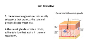 Skin Derivative
3. the sebaceous glands secrete an oily
substance that protects the skin and
prevent excess water loss.
4.the sweat glands secrete a dilute,
saline solution that assists in thermal
regulation.
 