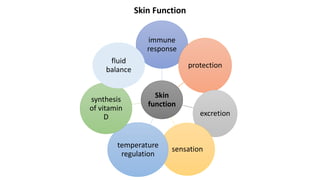 Skin Function
Skin
function
immune
response
protection
excretion
sensation
temperature
regulation
synthesis
of vitamin
D
fluid
balance
 
