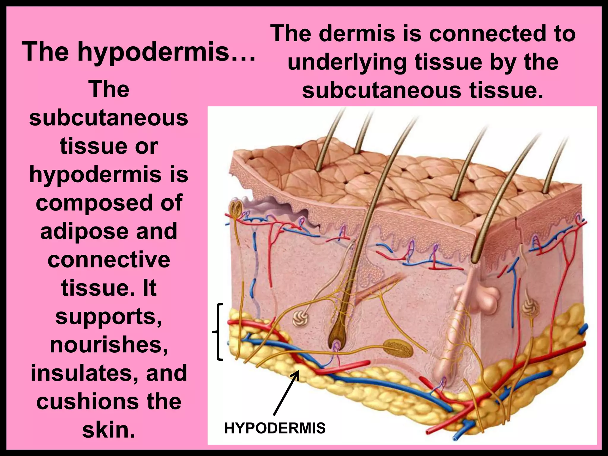 The hypodermis…
The
subcutaneous
tissue or
hypodermis is
composed of
adipose and
connective
tissue. It
supports,
nourishes,
insulates, and
cushions the
skin.
The dermis is connected to
underlying tissue by the
subcutaneous tissue.
HYPODERMIS
 