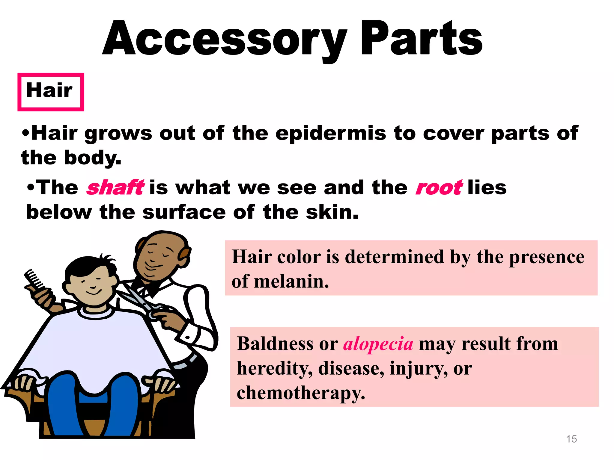 15
Hair
Hair
•Hair grows out of the epidermis to cover parts of
the body.
•The shaft is what we see and the root lies
below the surface of the skin.
Hair color is determined by the presence
of melanin.
Baldness or alopecia may result from
heredity, disease, injury, or
chemotherapy.
 
