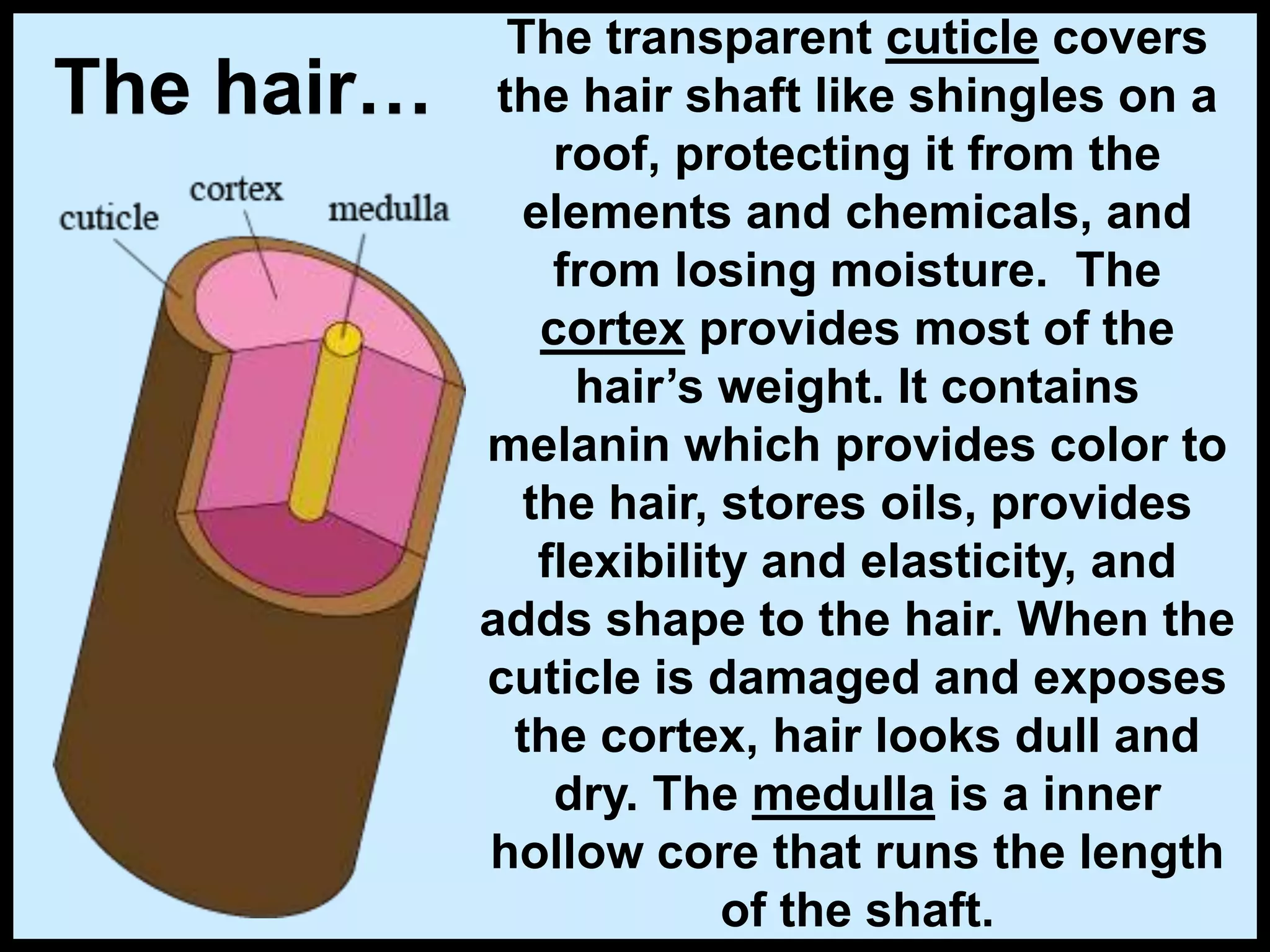 The hair…
The transparent cuticle covers
the hair shaft like shingles on a
roof, protecting it from the
elements and chemicals, and
from losing moisture. The
cortex provides most of the
hair’s weight. It contains
melanin which provides color to
the hair, stores oils, provides
flexibility and elasticity, and
adds shape to the hair. When the
cuticle is damaged and exposes
the cortex, hair looks dull and
dry. The medulla is a inner
hollow core that runs the length
of the shaft.
 