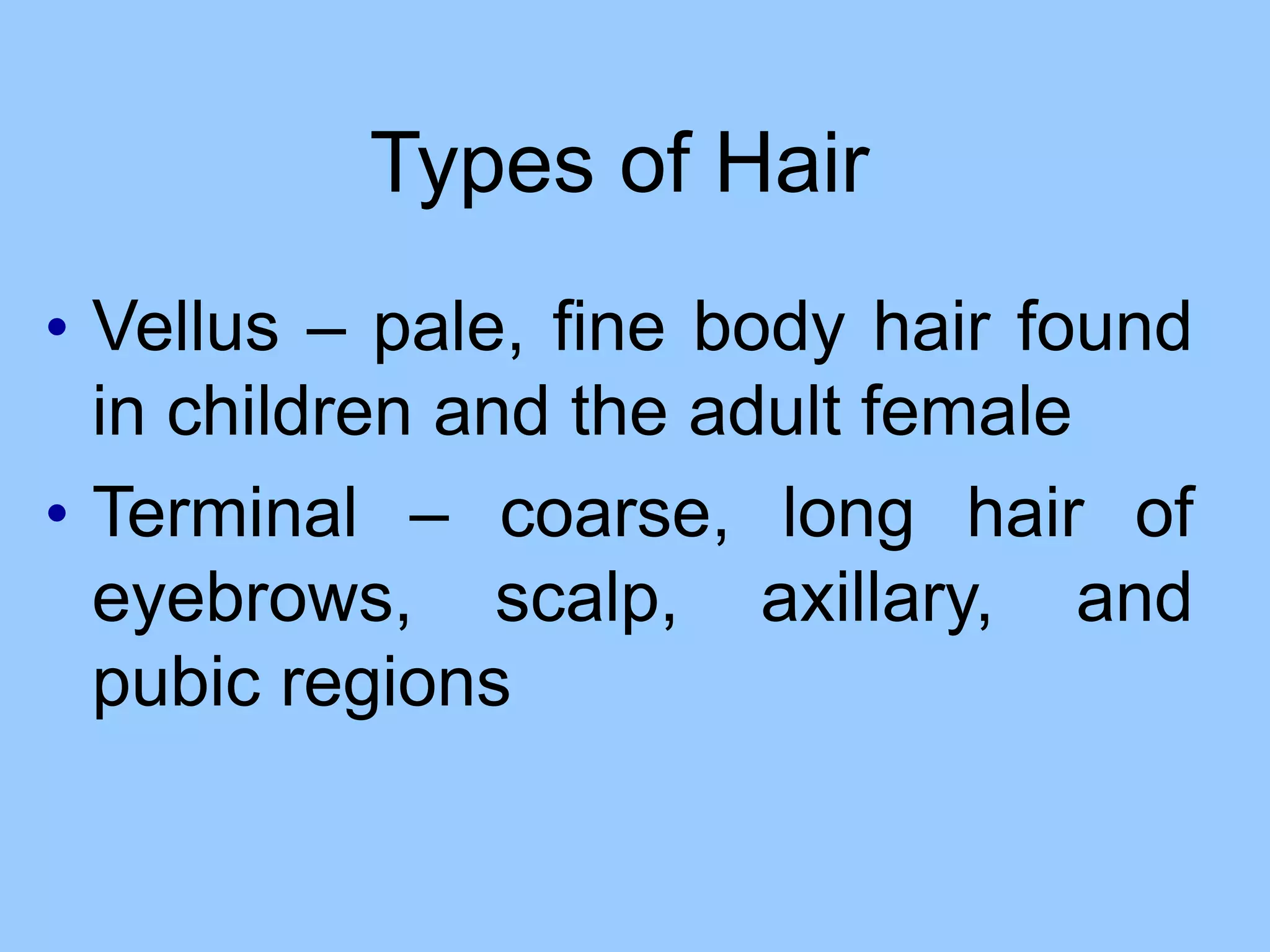 Types of Hair
• Vellus – pale, fine body hair found
in children and the adult female
• Terminal – coarse, long hair of
eyebrows, scalp, axillary, and
pubic regions
 