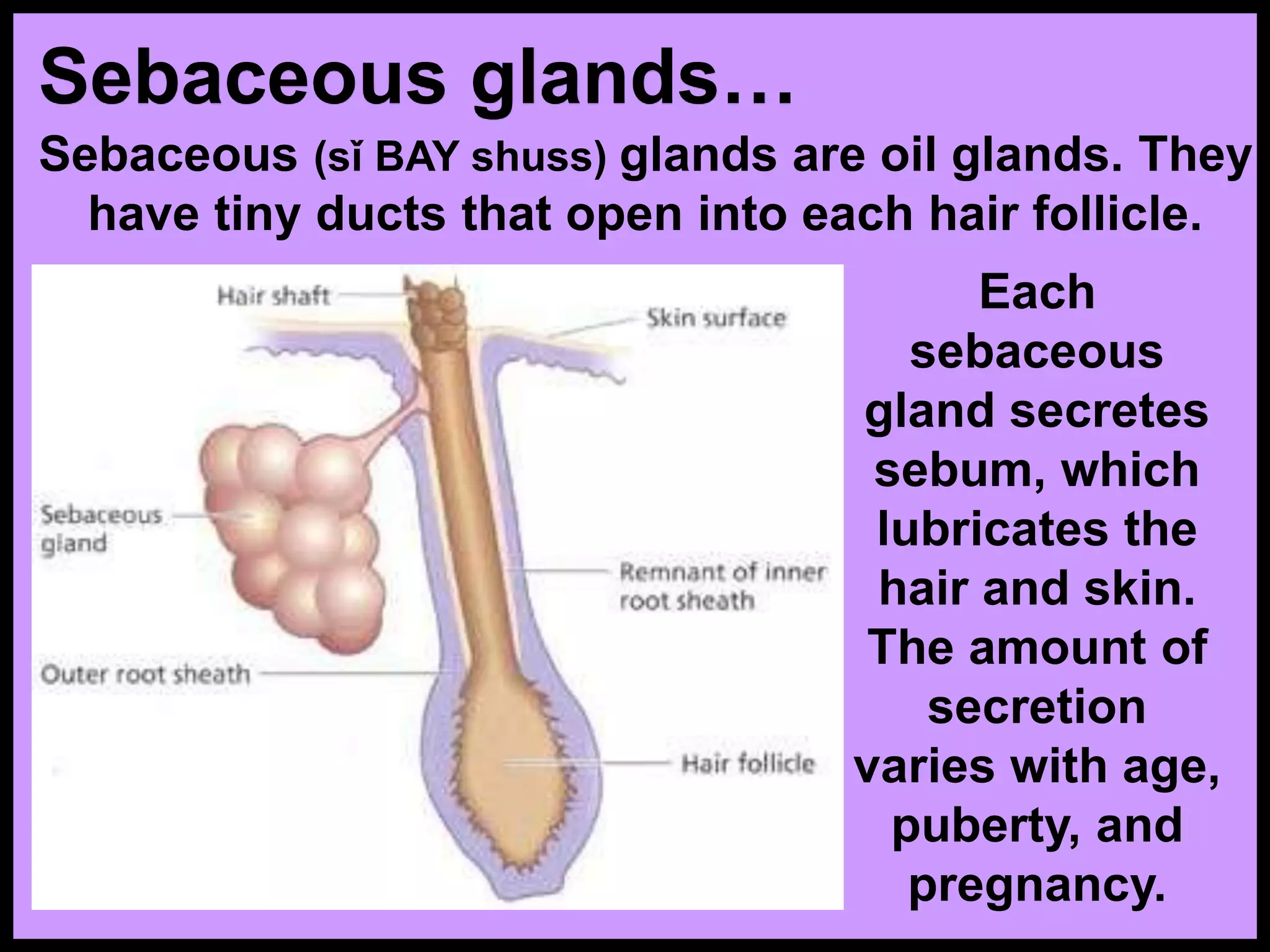 Sebaceous glands…
Sebaceous (sǐ BAY shuss) glands are oil glands. They
have tiny ducts that open into each hair follicle.
Each
sebaceous
gland secretes
sebum, which
lubricates the
hair and skin.
The amount of
secretion
varies with age,
puberty, and
pregnancy.
 