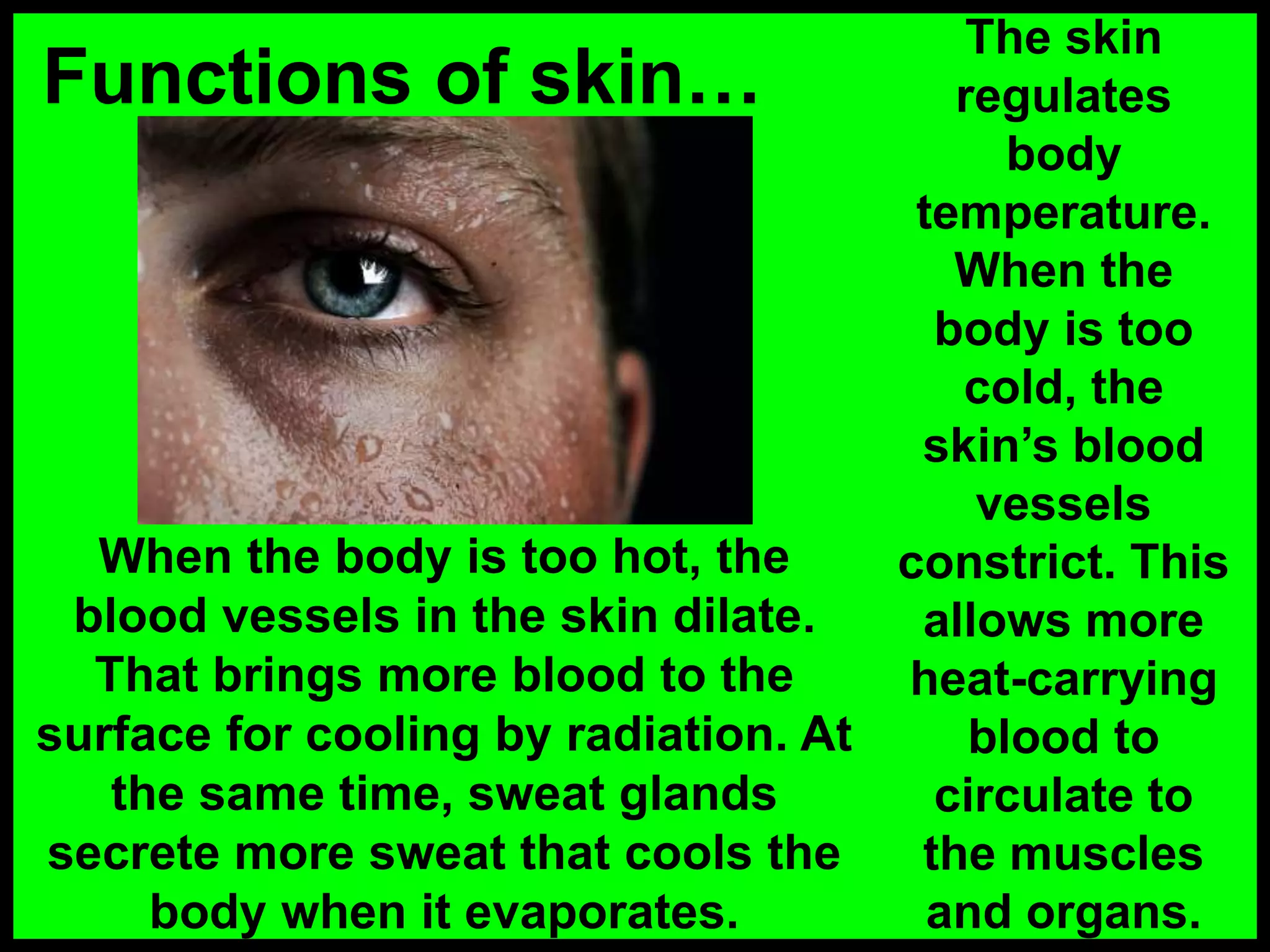 Functions of skin…
When the body is too hot, the
blood vessels in the skin dilate.
That brings more blood to the
surface for cooling by radiation. At
the same time, sweat glands
secrete more sweat that cools the
body when it evaporates.
The skin
regulates
body
temperature.
When the
body is too
cold, the
skin’s blood
vessels
constrict. This
allows more
heat-carrying
blood to
circulate to
the muscles
and organs.
 