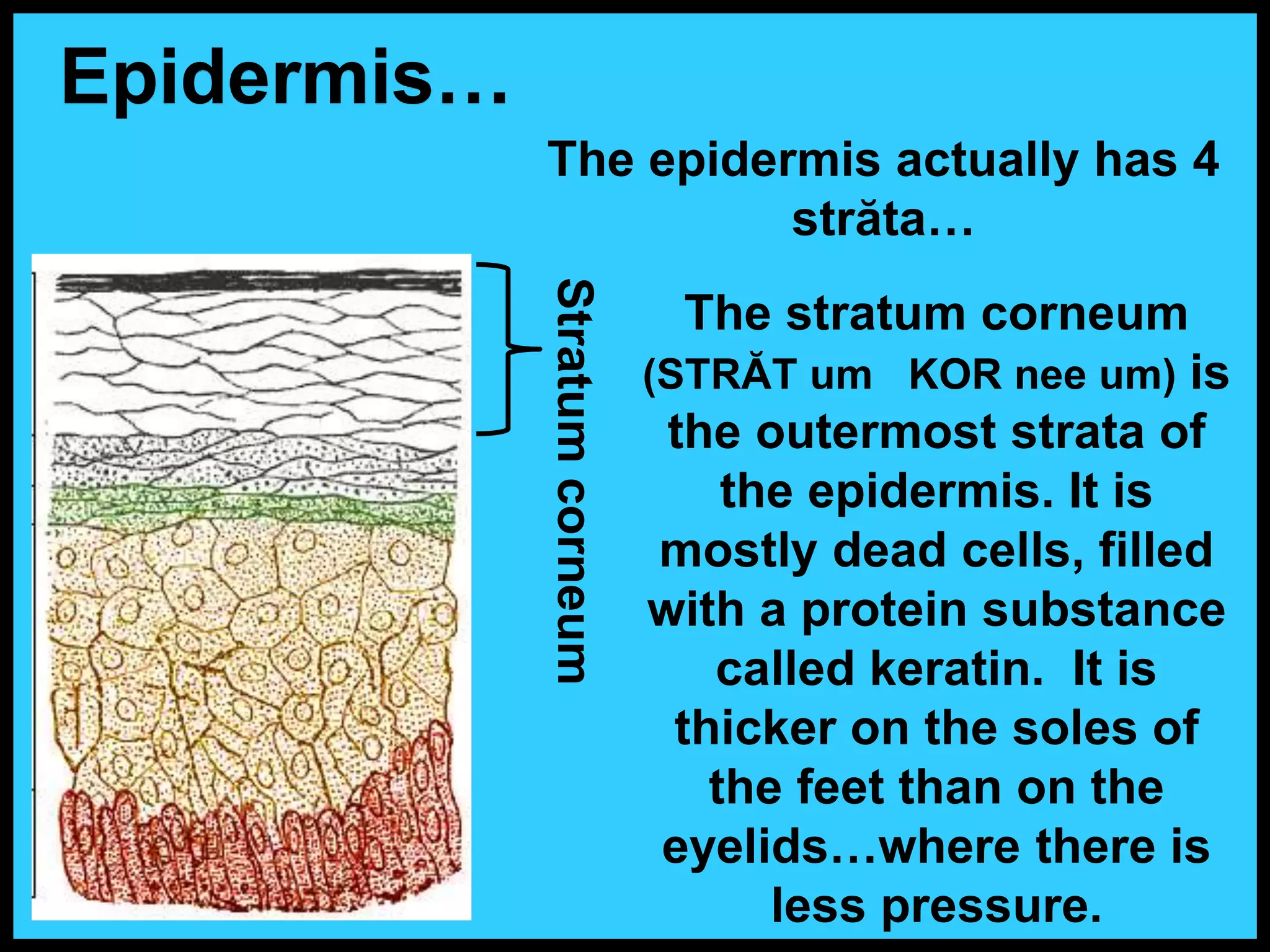 The epidermis actually has 4
străta…
Epidermis…
The stratum corneum
(STRĂT um KOR nee um) is
the outermost strata of
the epidermis. It is
mostly dead cells, filled
with a protein substance
called keratin. It is
thicker on the soles of
the feet than on the
eyelids…where there is
less pressure.
Stratum
corneum
 