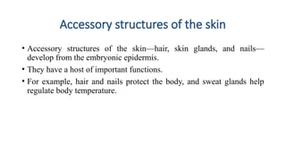 Skin Accessory Structures Comprehensive Overview of the Integumentary System: Structure, Function ...