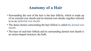 Comprehensive Overview of the Integumentary System: Structure, Function ...