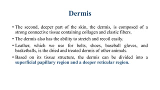 Dermis
• The second, deeper part of the skin, the dermis, is composed of a
strong connective tissue containing collagen and elastic fibers.
• The dermis also has the ability to stretch and recoil easily.
• Leather, which we use for belts, shoes, baseball gloves, and
basketballs, is the dried and treated dermis of other animals.
• Based on its tissue structure, the dermis can be divided into a
superficial papillary region and a deeper reticular region.
 