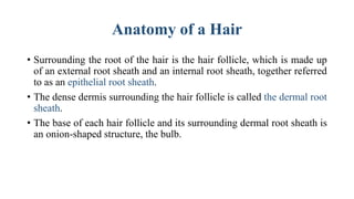 Anatomy of a Hair
• Surrounding the root of the hair is the hair follicle, which is made up
of an external root sheath and an internal root sheath, together referred
to as an epithelial root sheath.
• The dense dermis surrounding the hair follicle is called the dermal root
sheath.
• The base of each hair follicle and its surrounding dermal root sheath is
an onion-shaped structure, the bulb.
 