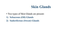 Skin Glands
• Two types of Skin Glands are present:
1) Sebaceous (Oil) Glands
2) Sudoriferous (Sweat) Glands
 