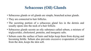 Sebaceous (Oil) Glands
• Sebaceous glands or oil glands are simple, branched acinar glands.
• They are connected to hair follicles.
• The secreting portion of a sebaceous gland lies in the dermis and
usually opens into the neck of a hair follicle.
• Sebaceous glands secrete an oily substance called sebum, a mixture of
triglycerides, cholesterol, proteins, and inorganic salts.
• Sebum coats the surface of hairs and helps keep them from drying and
becoming brittle. Sebum also prevents excessive evaporation of water
from the skin, keeps the skin soft.
 