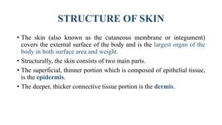 STRUCTURE OF SKIN
• The skin (also known as the cutaneous membrane or integument)
covers the external surface of the body and is the largest organ of the
body in both surface area and weight.
• Structurally, the skin consists of two main parts.
• The superficial, thinner portion which is composed of epithelial tissue,
is the epidermis.
• The deeper, thicker connective tissue portion is the dermis.
 
