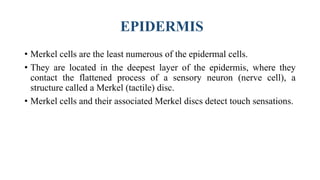 EPIDERMIS
• Merkel cells are the least numerous of the epidermal cells.
• They are located in the deepest layer of the epidermis, where they
contact the flattened process of a sensory neuron (nerve cell), a
structure called a Merkel (tactile) disc.
• Merkel cells and their associated Merkel discs detect touch sensations.
 