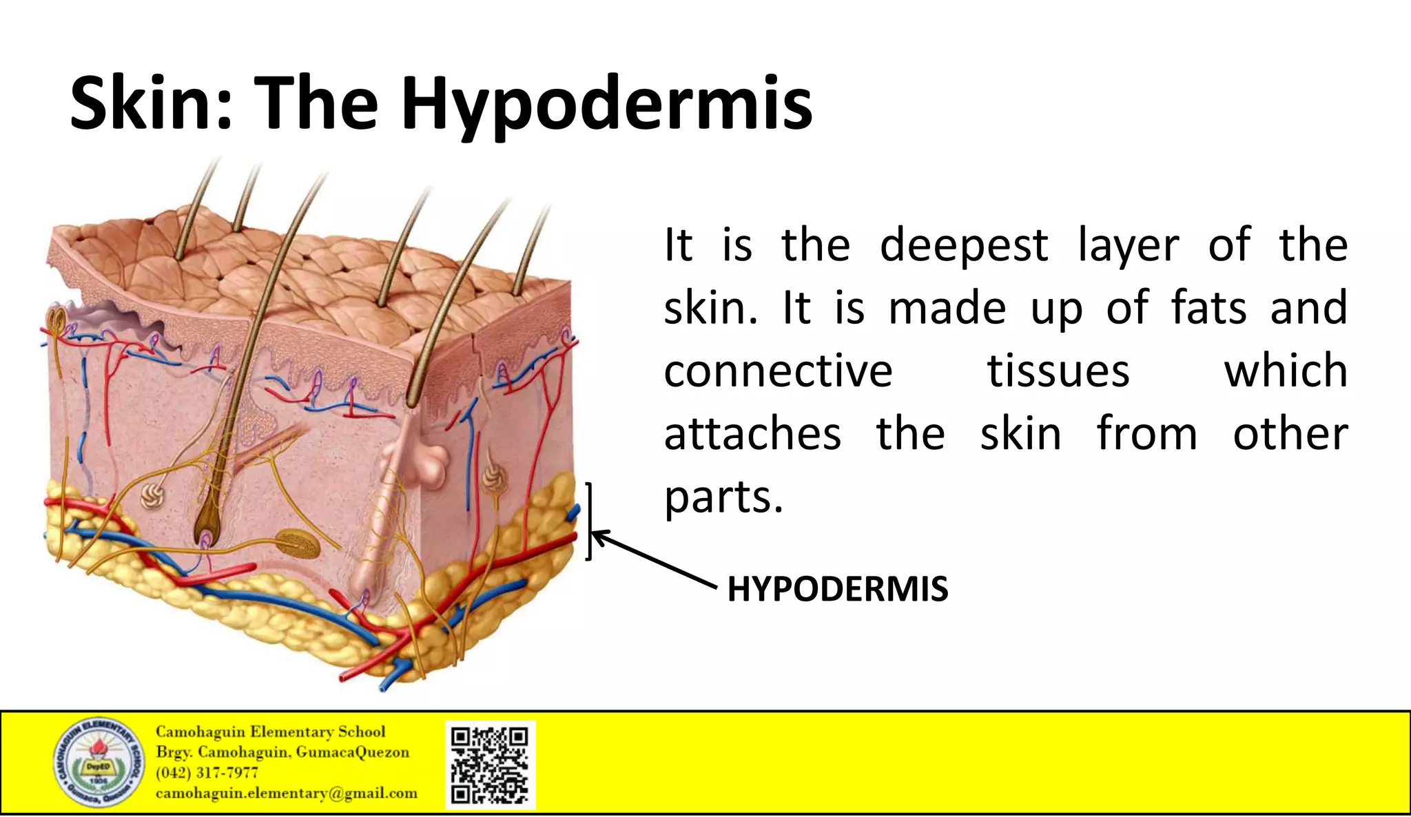 Integumentary System.pptx