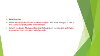  keratinocytes
 About 90% of epidermal cells are keratinocytes, which are arranged in four or
five layers and produce the protein keratin.
 keratin is a tough, fibrous protein that helps protect the skin and underlying
tissues from heat, microbes, and chemicals.
 