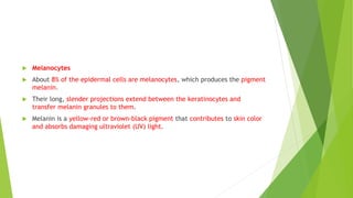  Melanocytes
 About 8% of the epidermal cells are melanocytes, which produces the pigment
melanin.
 Their long, slender projections extend between the keratinocytes and
transfer melanin granules to them.
 Melanin is a yellow-red or brown-black pigment that contributes to skin color
and absorbs damaging ultraviolet (UV) light.
 