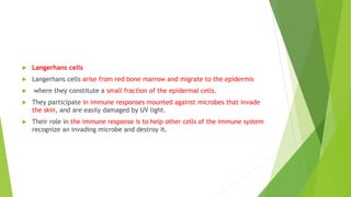 Langerhans cells
 Langerhans cells arise from red bone marrow and migrate to the epidermis
 where they constitute a small fraction of the epidermal cells.
 They participate in immune responses mounted against microbes that invade
the skin, and are easily damaged by UV light.
 Their role in the immune response is to help other cells of the immune system
recognize an invading microbe and destroy it.
 