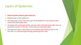 Layers of Epidermis:
 Stratum basale (stratum germinativum)
 Deepest layer of the epidermis.
 The basal layer is the innermost layer of the epidermis, and contains small
round cells called basal cells.
 The basal cells continually divide, and new cells constantly push older ones up
toward the surface of the skin, where they are eventually shed.
 The basal cell layer is also known as the stratum germinativum due to the
fact that it is constantly germinating (producing) new cells.
 