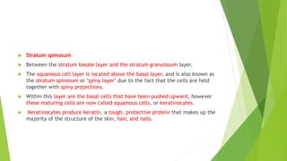  Stratum spinosum
 Between the stratum basale layer and the stratum granulosum layer.
 The squamous cell layer is located above the basal layer, and is also known as
the stratum spinosum or "spiny layer" due to the fact that the cells are held
together with spiny projections.
 Within this layer are the basal cells that have been pushed upward, however
these maturing cells are now called squamous cells, or keratinocytes.
 Keratinocytes produce keratin, a tough, protective protein that makes up the
majority of the structure of the skin, hair, and nails.
 