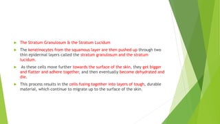  The Stratum Granulosum & the Stratum Lucidum
 The keratinocytes from the squamous layer are then pushed up through two
thin epidermal layers called the stratum granulosum and the stratum
lucidum.
 As these cells move further towards the surface of the skin, they get bigger
and flatter and adhere together, and then eventually become dehydrated and
die.
 This process results in the cells fusing together into layers of tough, durable
material, which continue to migrate up to the surface of the skin.
 