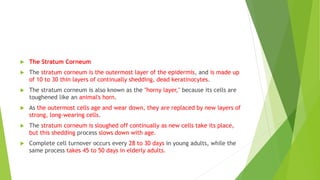  The Stratum Corneum
 The stratum corneum is the outermost layer of the epidermis, and is made up
of 10 to 30 thin layers of continually shedding, dead keratinocytes.
 The stratum corneum is also known as the "horny layer," because its cells are
toughened like an animal's horn.
 As the outermost cells age and wear down, they are replaced by new layers of
strong, long-wearing cells.
 The stratum corneum is sloughed off continually as new cells take its place,
but this shedding process slows down with age.
 Complete cell turnover occurs every 28 to 30 days in young adults, while the
same process takes 45 to 50 days in elderly adults.
 