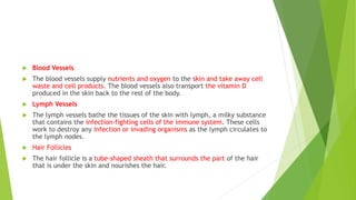  Blood Vessels
 The blood vessels supply nutrients and oxygen to the skin and take away cell
waste and cell products. The blood vessels also transport the vitamin D
produced in the skin back to the rest of the body.
 Lymph Vessels
 The lymph vessels bathe the tissues of the skin with lymph, a milky substance
that contains the infection-fighting cells of the immune system. These cells
work to destroy any infection or invading organisms as the lymph circulates to
the lymph nodes.
 Hair Follicles
 The hair follicle is a tube-shaped sheath that surrounds the part of the hair
that is under the skin and nourishes the hair.
 