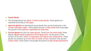  Sweat Glands
 The average person has about 3 million sweat glands. Sweat glands are
classified according to two types:
 Apocrine glands are specialized sweat glands that can be found only in the
armpits and pubic region. These glands secrete a milky sweat that encourages
the growth of the bacteria responsible for body odor.
 Eccrine glands are the true sweat glands. Found over the entire body, these
glands regulate body temperature by bringing water via the pores to the
surface of the skin, where it evaporates and reduces skin temperature. These
glands can produce up to two liters of sweat an hour, however, they secrete
mostly water, which doesn't encourage the growth of odor-producing bacteria.
 