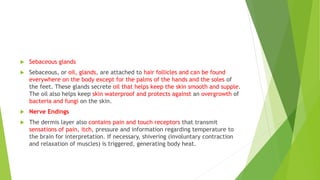  Sebaceous glands
 Sebaceous, or oil, glands, are attached to hair follicles and can be found
everywhere on the body except for the palms of the hands and the soles of
the feet. These glands secrete oil that helps keep the skin smooth and supple.
The oil also helps keep skin waterproof and protects against an overgrowth of
bacteria and fungi on the skin.
 Nerve Endings
 The dermis layer also contains pain and touch receptors that transmit
sensations of pain, itch, pressure and information regarding temperature to
the brain for interpretation. If necessary, shivering (involuntary contraction
and relaxation of muscles) is triggered, generating body heat.
 