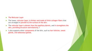  The Reticular Layer
 The lower, reticular layer, is thicker and made of thick collagen fibers that
are arranged in parallel to the surface of the skin.
 The reticular layer is denser than the papillary dermis, and it strengthens the
skin, providing structure and elasticity. I
 t also supports other components of the skin, such as hair follicles, sweat
glands, and sebaceous glands.
 