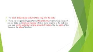  The color, thickness and texture of skin vary over the body.
 There are two general types of skin; thin and hairy, which is more prevalent
on the body, and thick and hairless, which is found on parts of the body that
are used heavily and endure a large amount of friction, like the palms of the
hands or the soles of the feet.
 